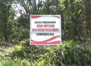Saling Klaim Lahan, Gerai KDMP Lembobelala Terhenti